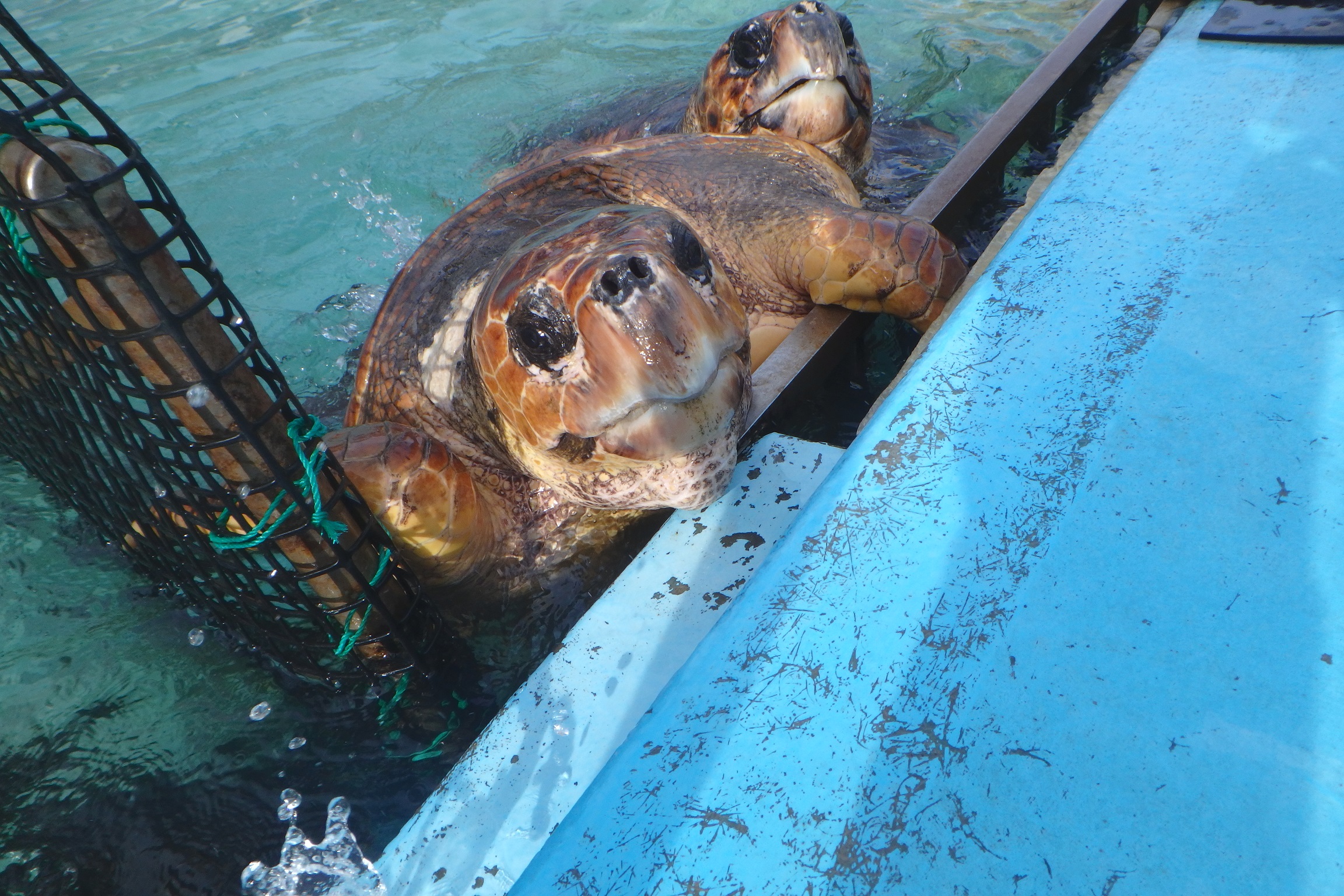 エサの時間は大騒動 | 日和佐うみがめ博物館 カレッタ