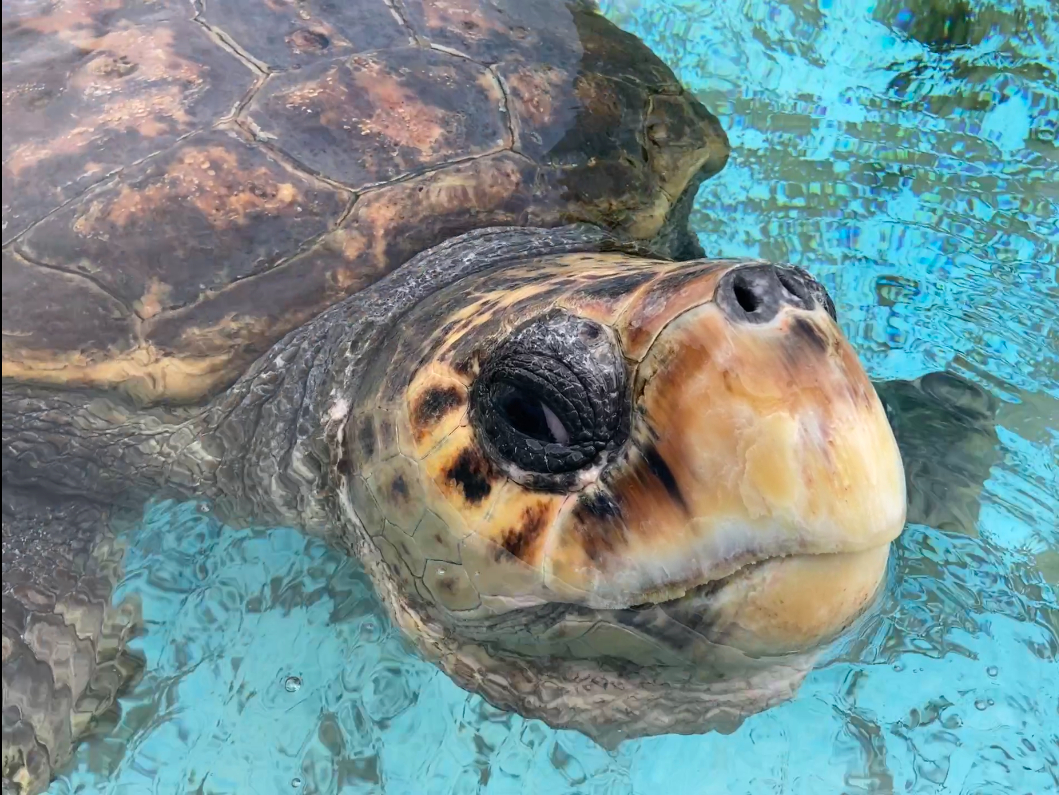 うみがめ！ ウミガメ✨ Sea Turtle #野生 #ウミガメ #海亀 #うみがめ