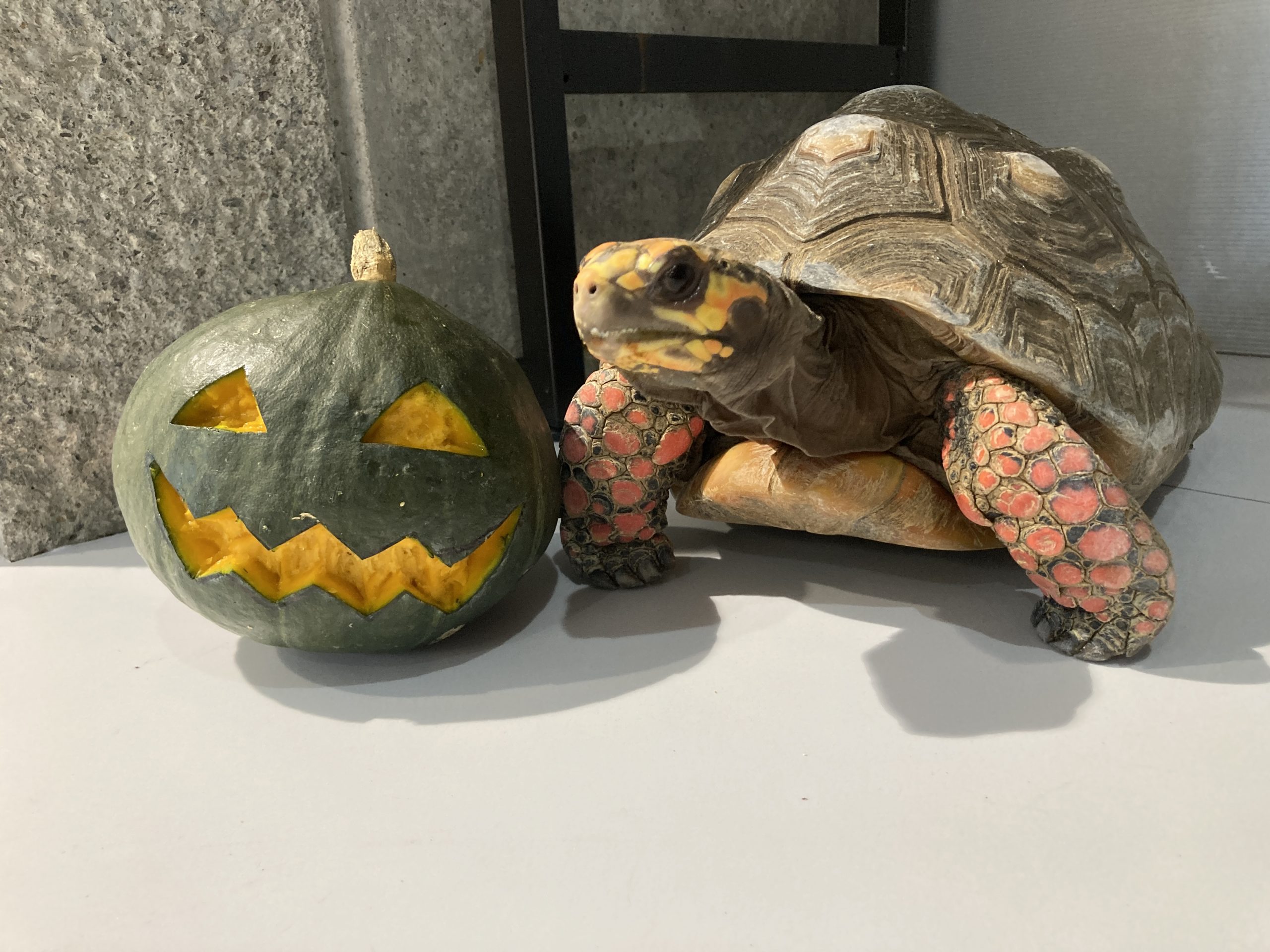 🎃ハロウィンの催し物🎃 | 日和佐うみがめ博物館 カレッタ